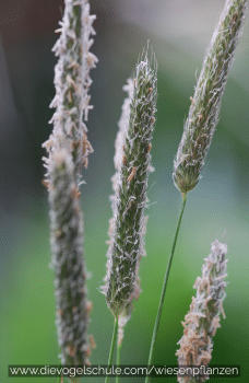 Lieschgras - Gräser für Papageien und Sittiche