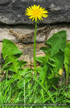 Wiesenpflanzen - Löwenzahn - Taraxacum