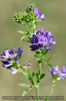Wiesenpflanzen - Luzerne - Medicago sativa