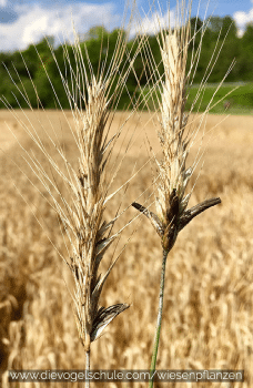Wiesenpflanzen - Mutterkorn - Gefahr bei Gräsern Secale cornutum