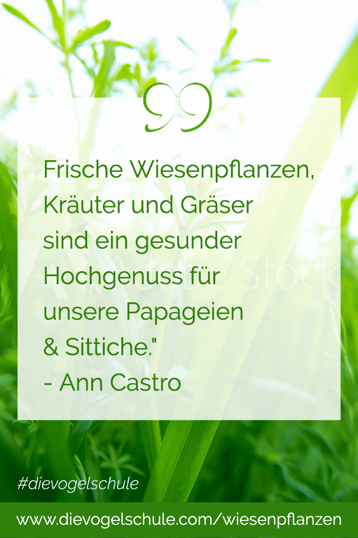 Wiesenpflanzen Papageien Sittiche-P1