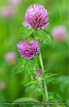 Wiesenpflanzen - Klee - Kleeblatt - Trifolium