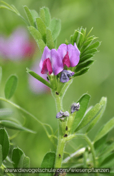 Wiesenpflanzen - Sommerwicke - Vicia sativa