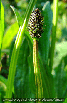 Wiesenpflanzen - Spitzwegerich - Plantago lanceolata