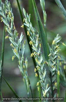 Wiesenpflanzen - Weidelgras - Lolium Perenne  - Gräser für Papageien und Sittiche