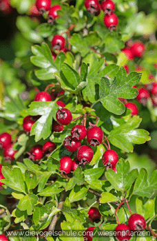 Wiesenpflanzen - Weissdorn - Crataegus oxyacantha