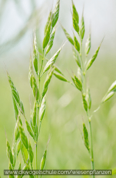 Wiesenpflanzen - Wiesenschwingel - Festuca Pratensis - Gräser für Papageien und Sittiche