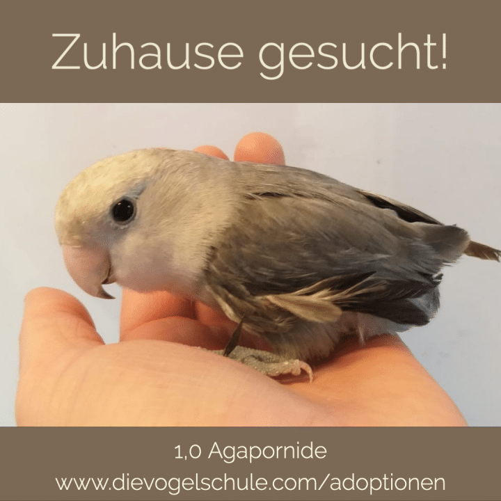 Agapornide kaufen Hahn Agapornide kaufen Hahn