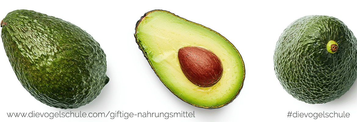 Avocado & andere giftige Nahrungsmittel für Vögel Avocado & andere giftige Nahrungsmittel für Vögel