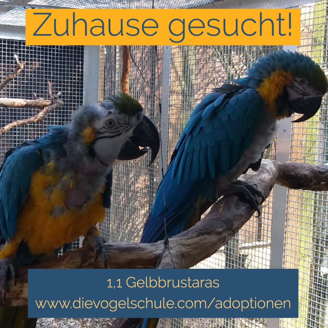 Gelbbrustaras abzugeben Gelbbrustaras abzugeben