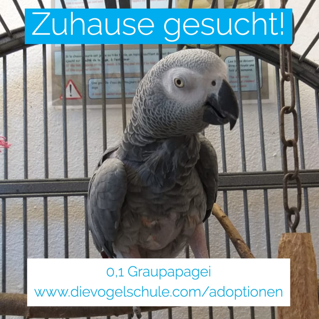 Graupapagei abzugeben Graupapagei abzugeben