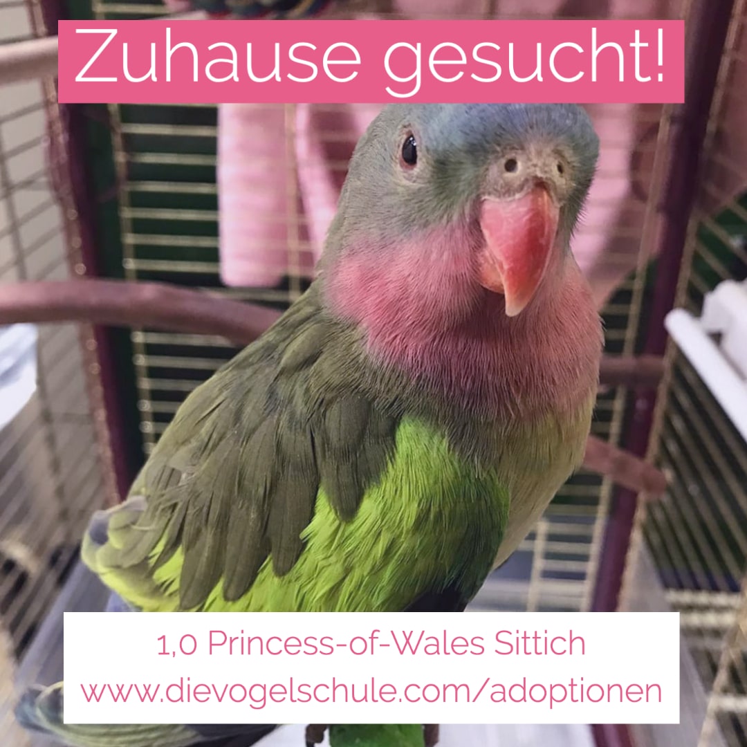 Princess-of-Wales Sittich abzugeben Princess-of-Wales Sittich abzugeben