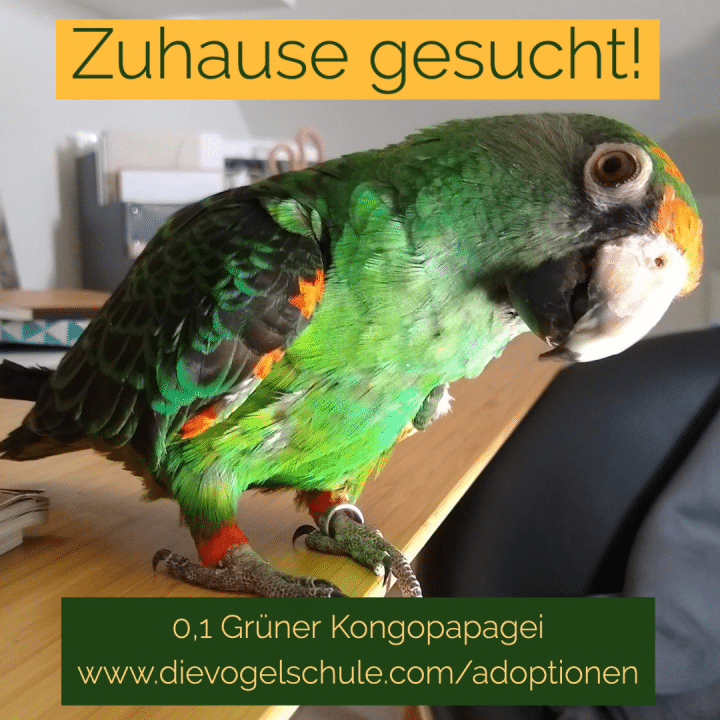 grüner Kongo kaufen