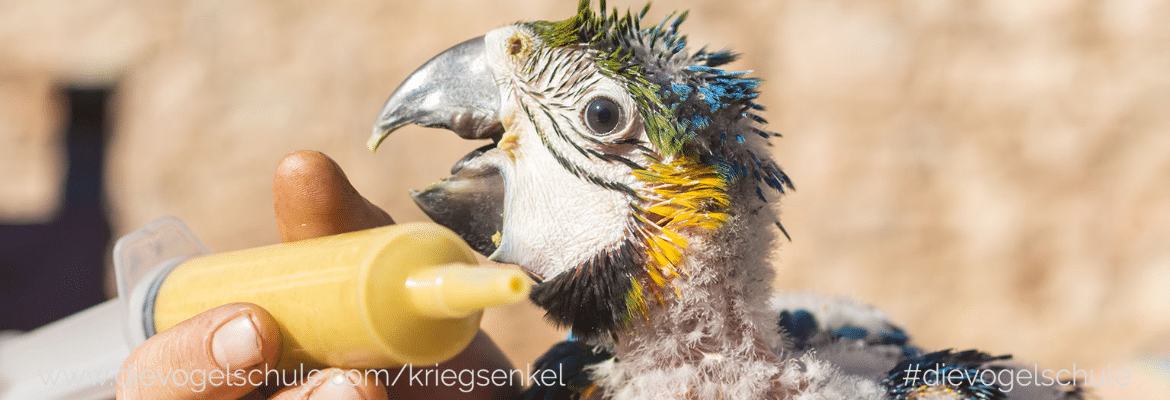 Wiesenkräuter - Frischkost für Papageien und Sittiche Wiesenkräuter - Frischkost für Papageien und Sittiche