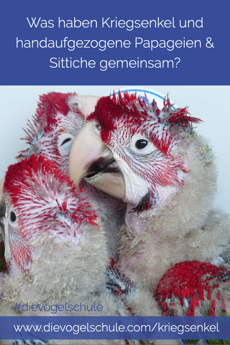 Kriegsenkel Handaufzucht Papageien Ara P-1 Kriegsenkel Handaufzucht Papageien Ara