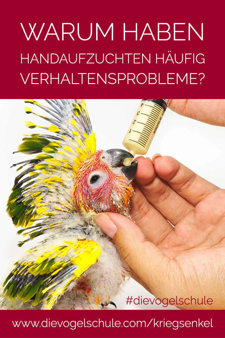 Kriegsenkel Handaufzucht Papageien Sonnensittich P-2 Kriegsenkel Handaufzucht Papageien Sonnensittich