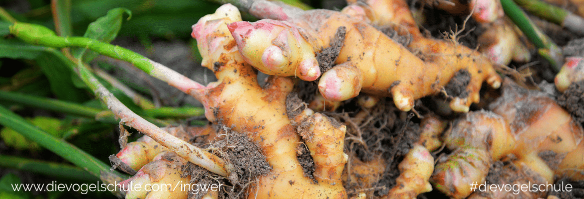 Placeholder Select Dynamic field