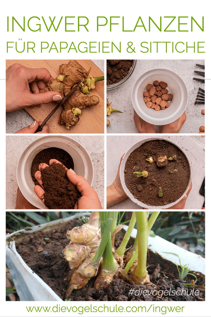 Ingwer-Pflanzen - P04 Ingwer-Pflanzen für Papageienfutter