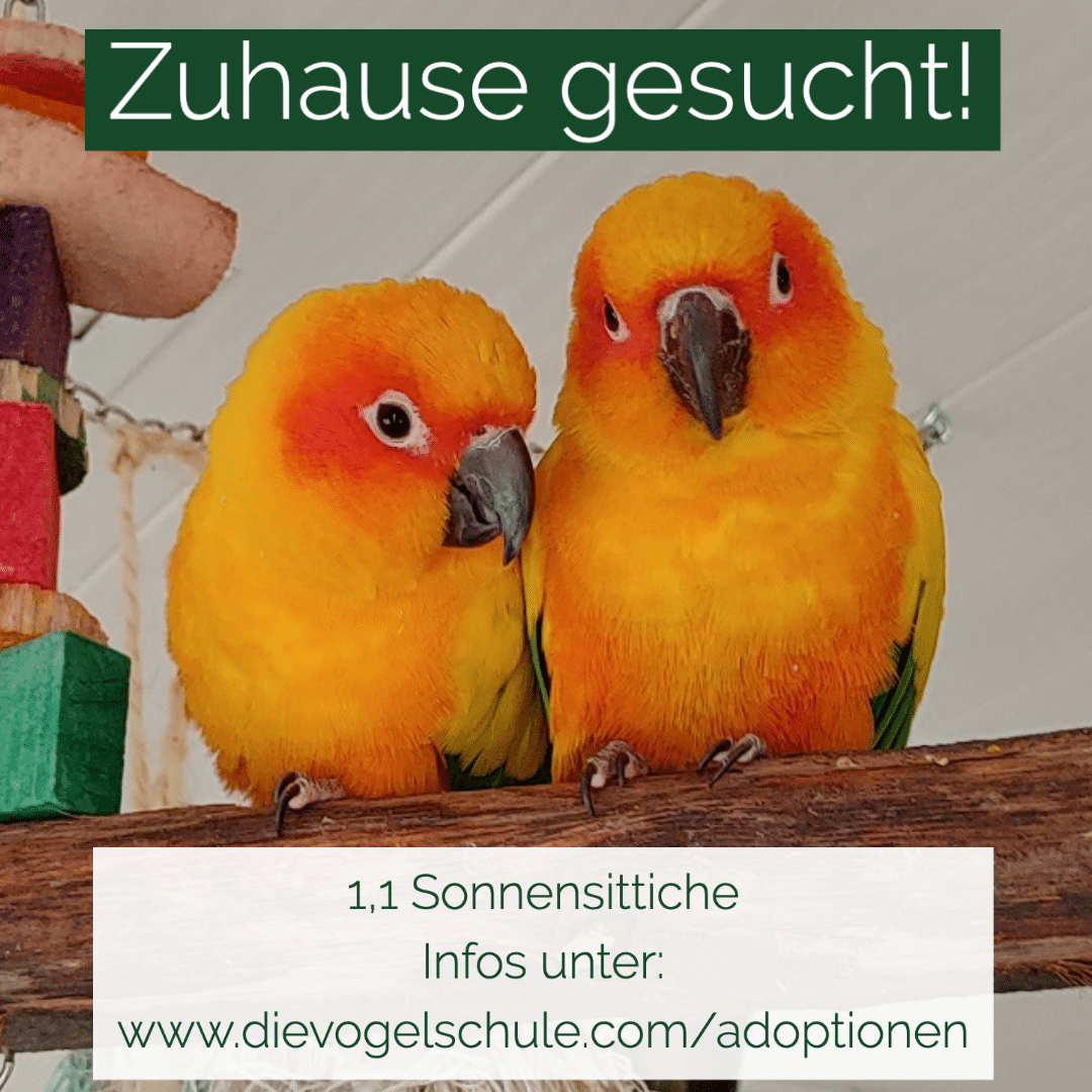 Sonnensittiche abzugeben Sonnensittiche abzugeben - suchen Zuhause