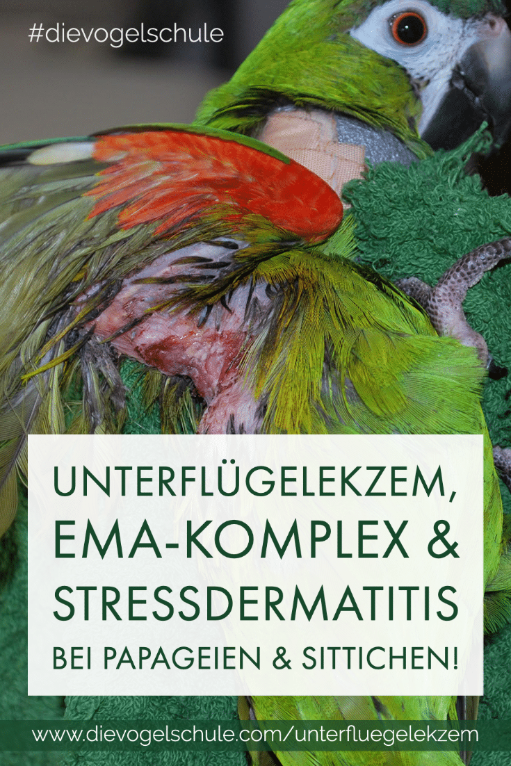Unterfluegelekzem, EMA-Komplex & Stressdermatitis Papageien SitticheP Unterfluegelekzem, EMA-Komplex & Stressdermatitis Papageien Sittiche
