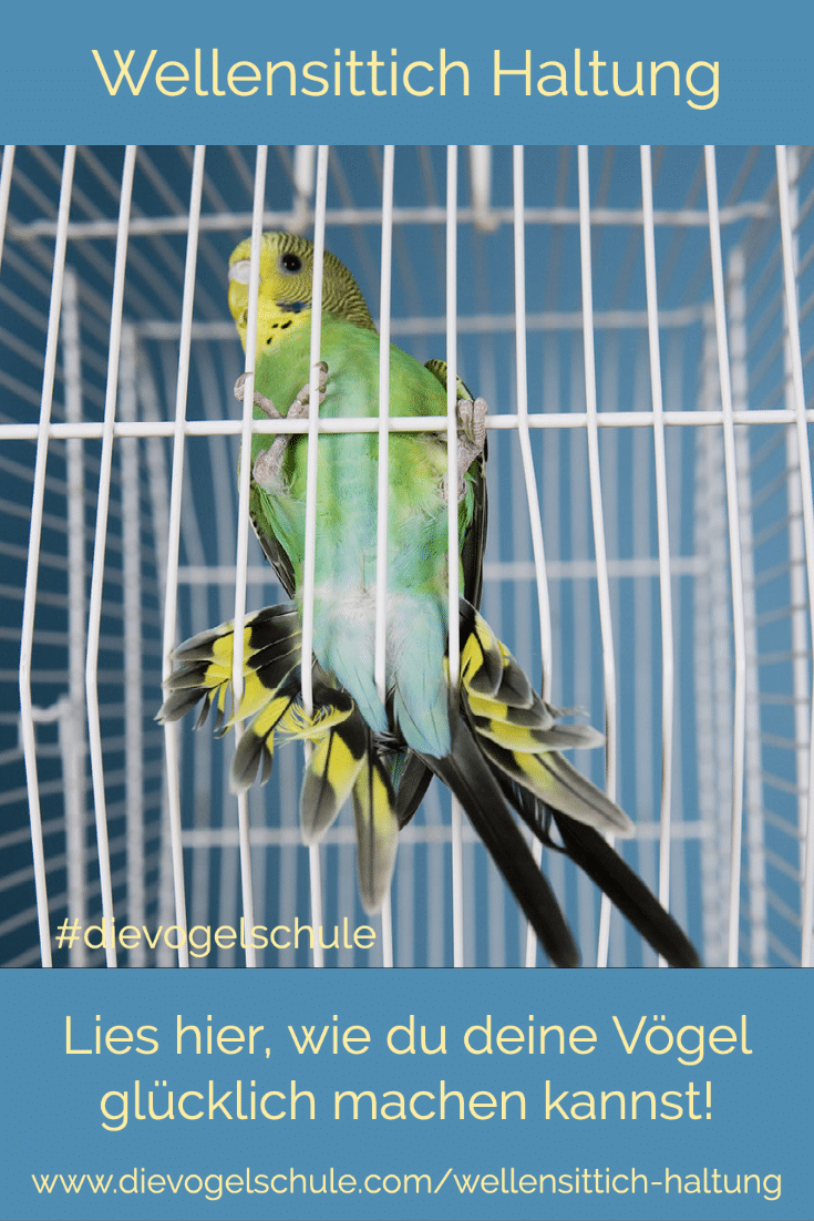 Wellensittich-Käfig viel zu klein