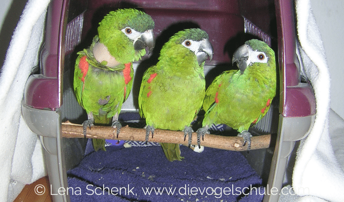 Zwergara Stressdermatitis Zwergara Stressdermatitis