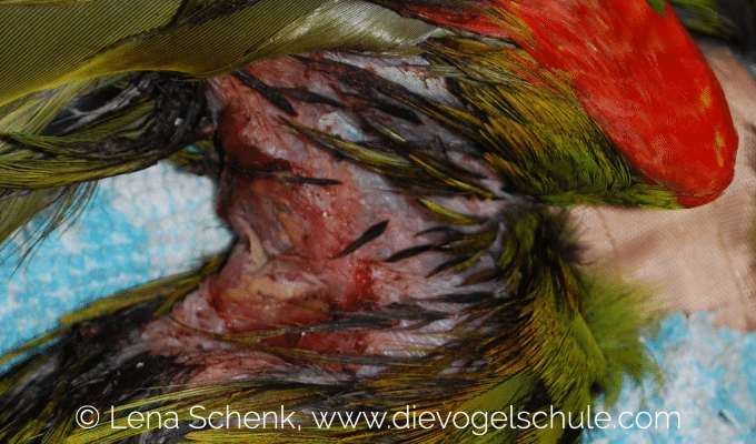 Zwergara-unterfluegelekzem-1 Zwergara-unterfluegelekzem-1