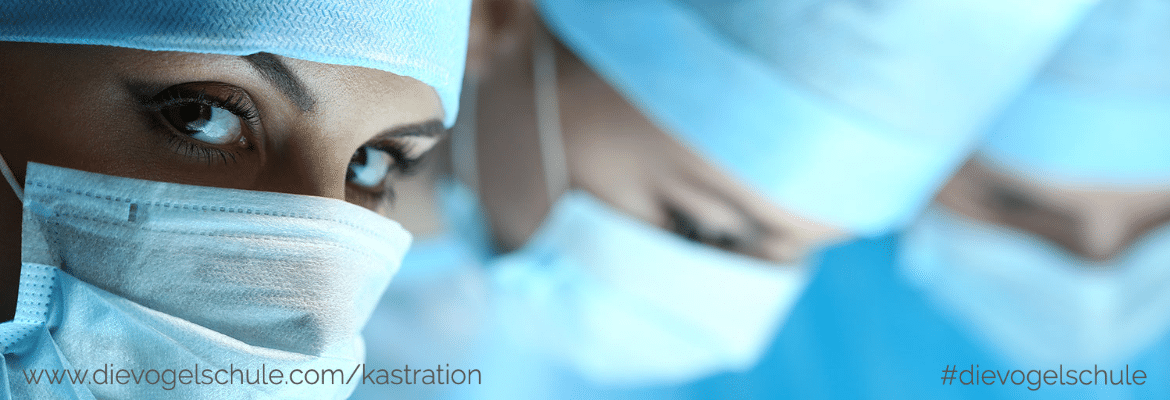 Kastration bei Papageien & Sittichen Kastration bei Papageien & Sittichen