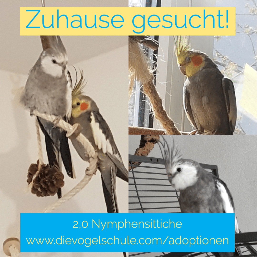 Nymphensittiche abzugeben Nymphensittiche abzugeben