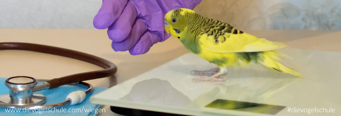 Wiesenkräuter - Frischkost für Papageien und Sittiche