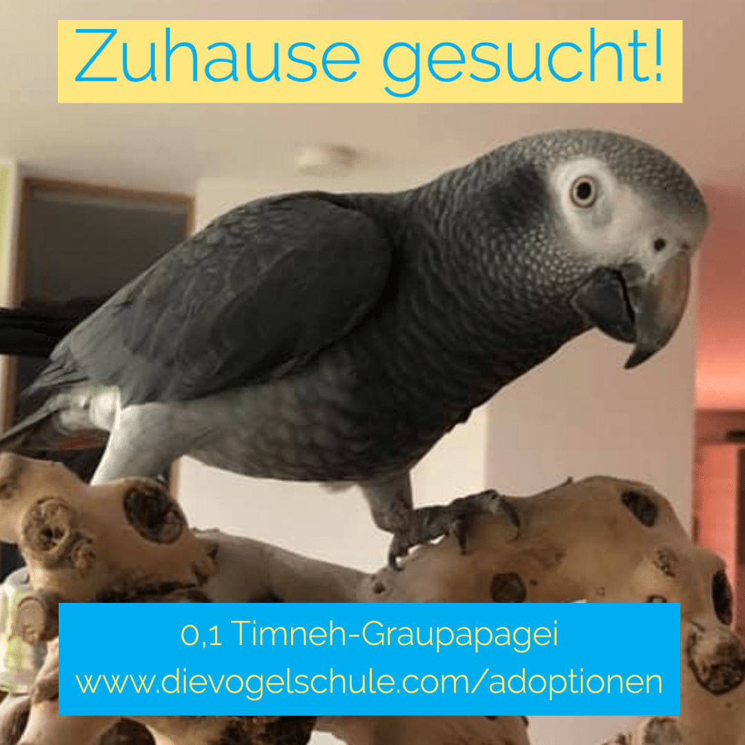 Timneh-Graupapagei abzugeben Timneh-Graupapagei abzugeben