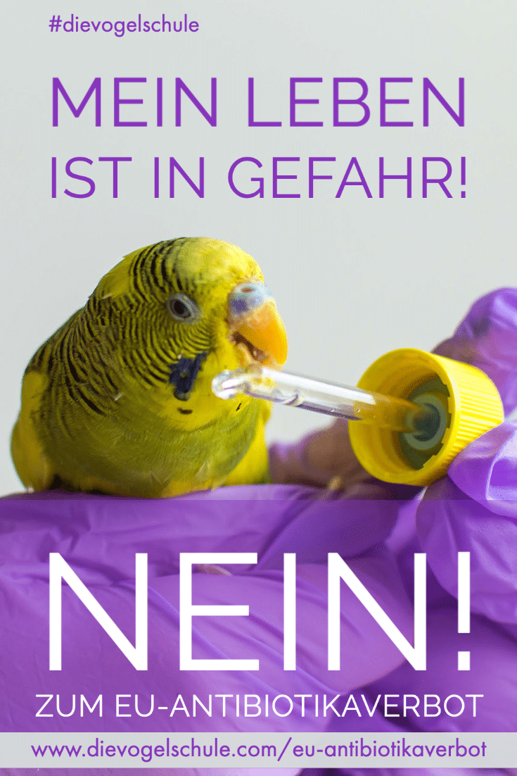 EU-Antibiotikaverbot Papageien