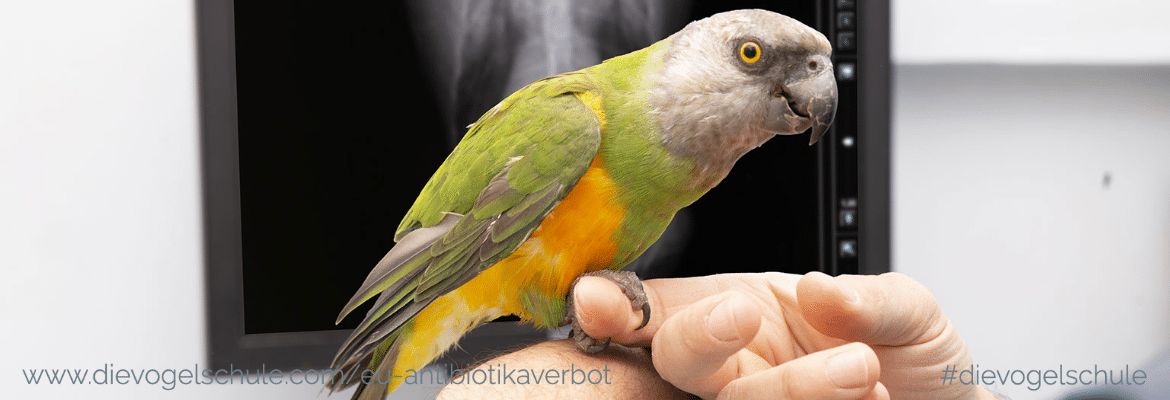 Wiesenkräuter - Frischkost für Papageien und Sittiche