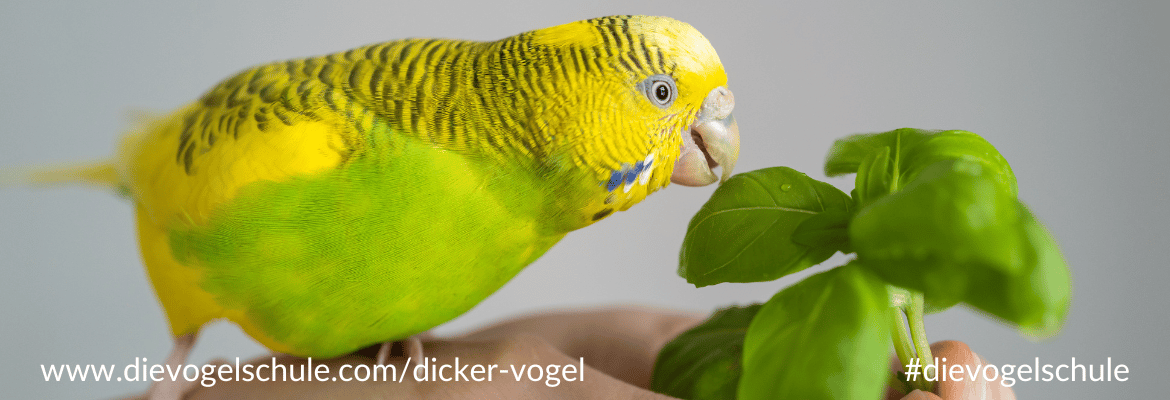 Placeholder Select Dynamic field