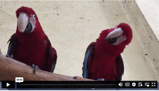 dunkelrote Aras Singen