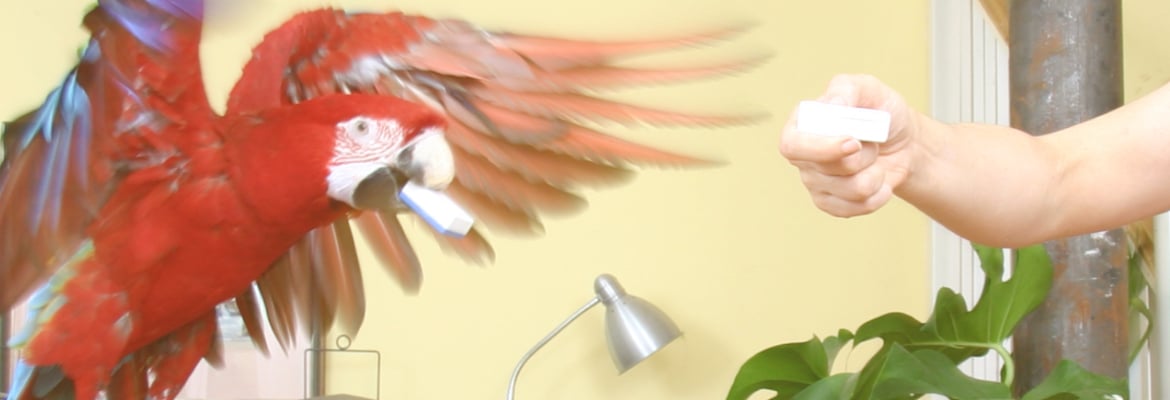 Apportieren lernen für Papageien & Sittiche Apportieren lernen für Papageien & Sittiche