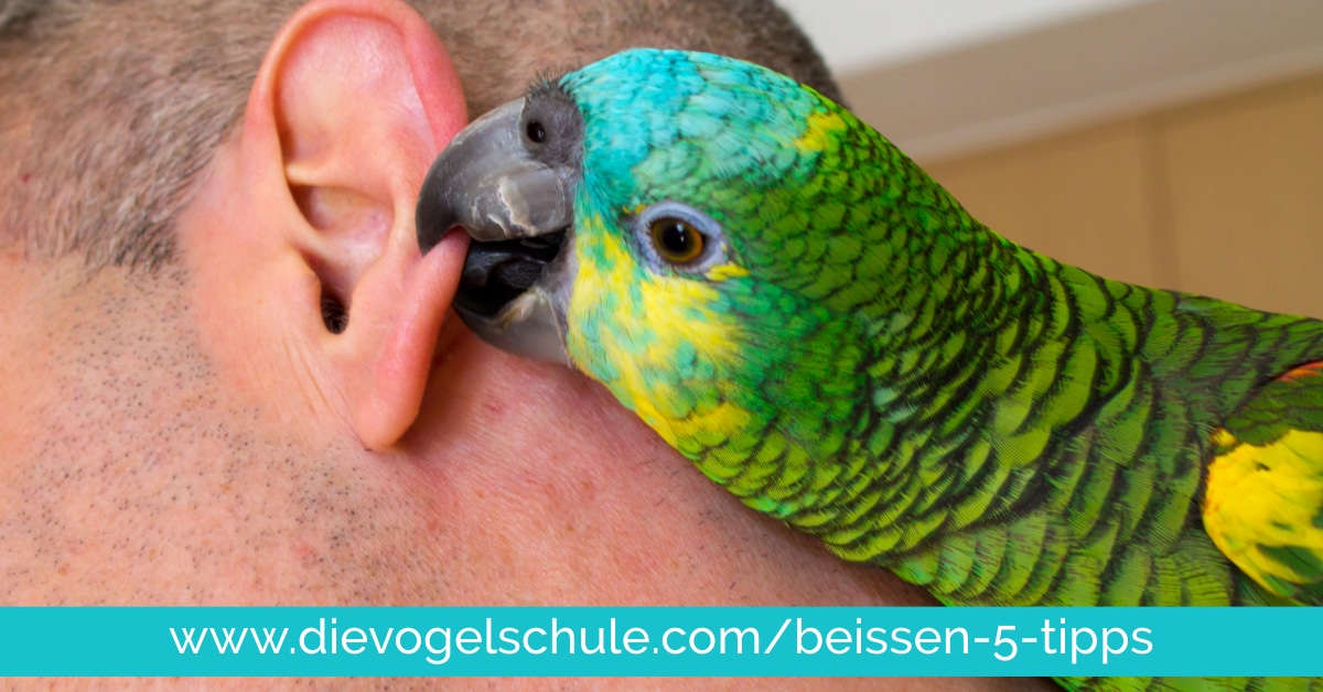 5 Tipps für schnelle Besserung bei beißenden Papageien & Sittichen 5 Tipps für schnelle Besserung bei beißenden Papageien & Sittichen