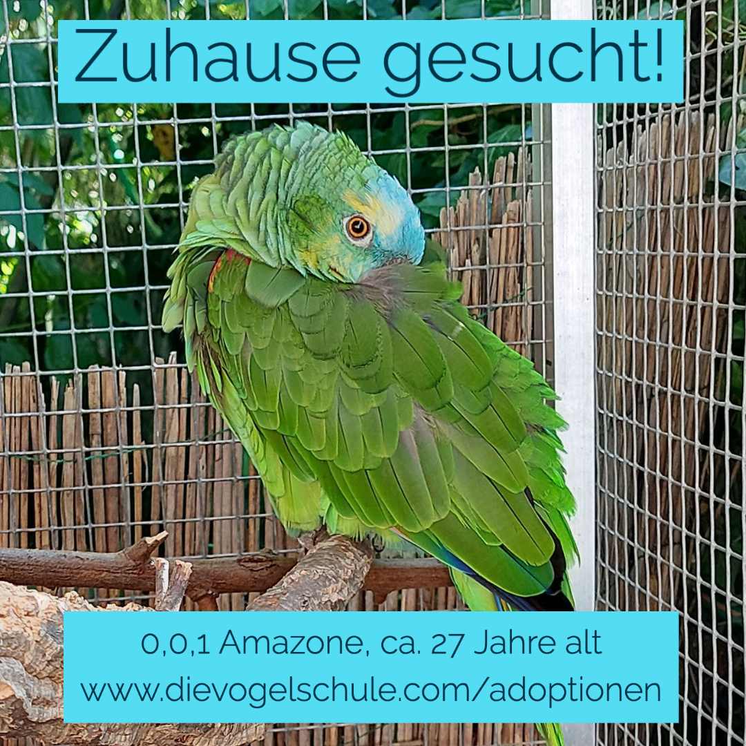 Amazone kaufen adoptieren Blaustirnamazone Amazone kaufen adoptieren