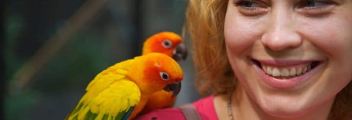 Sittiche & Papageienadoptieren statt kaufen