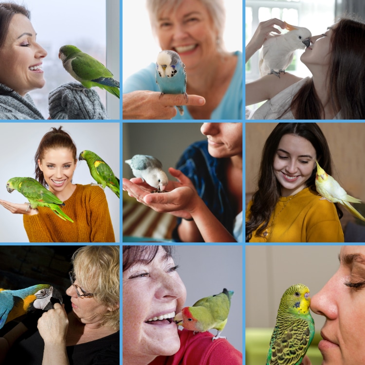 Papageien-Sittiche-Beziehungen Papageien-Sittiche-Beziehungen