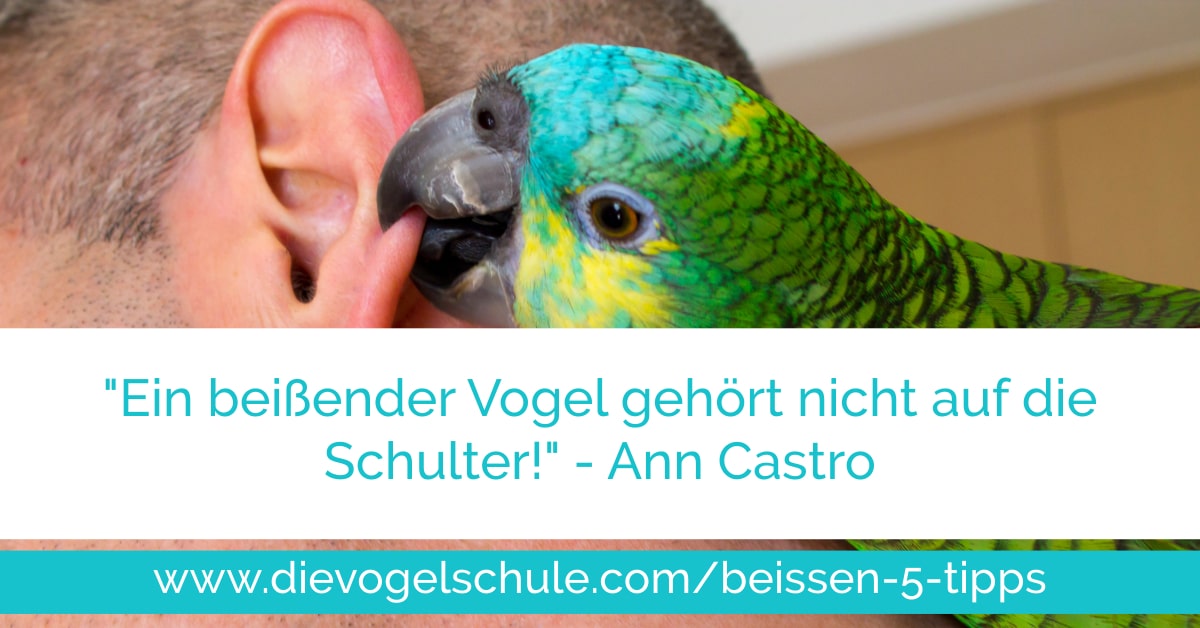 Beissen-5-Tipps Beißende Amazone Schulter