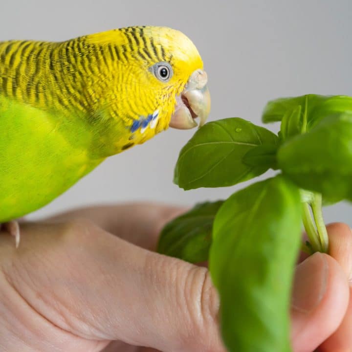 Wellensittich frisst basilikum

