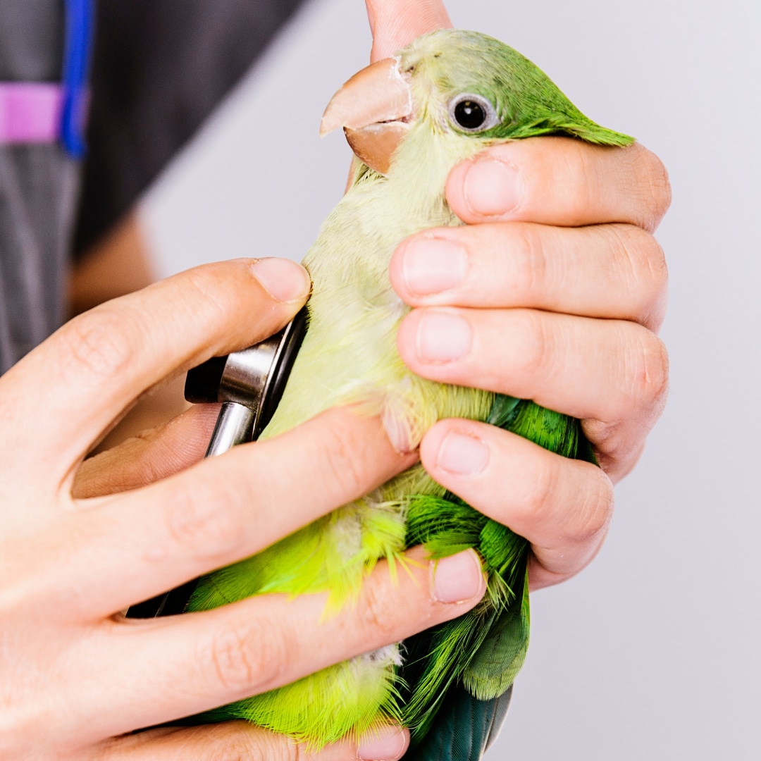 Papagei tierarzt gesundheit