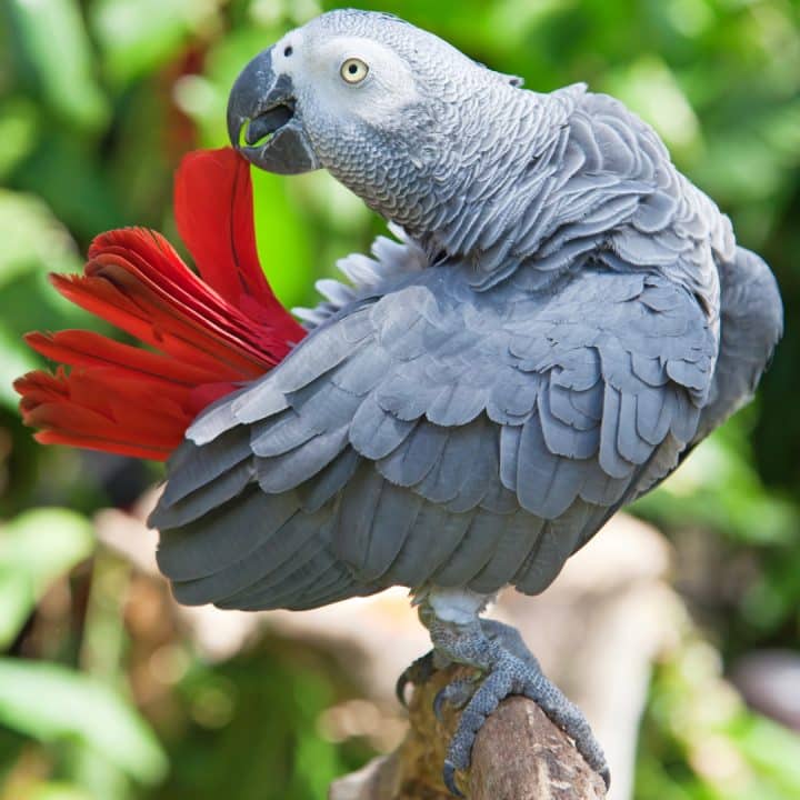 Graupapagei putzt sich Natur
