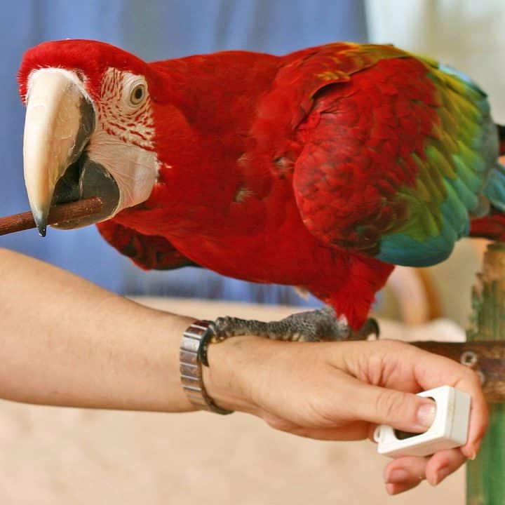 Papageientraining ara