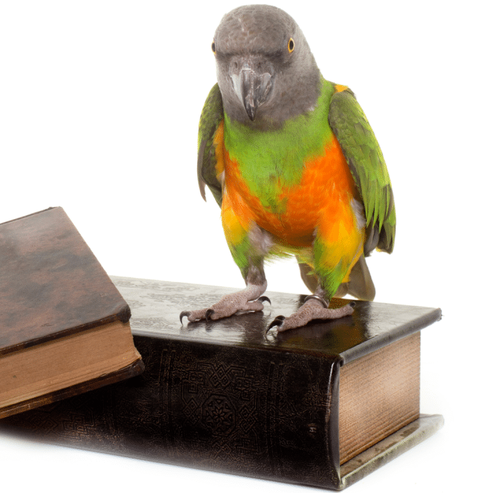 Vogelbuecher Vogelbuecher