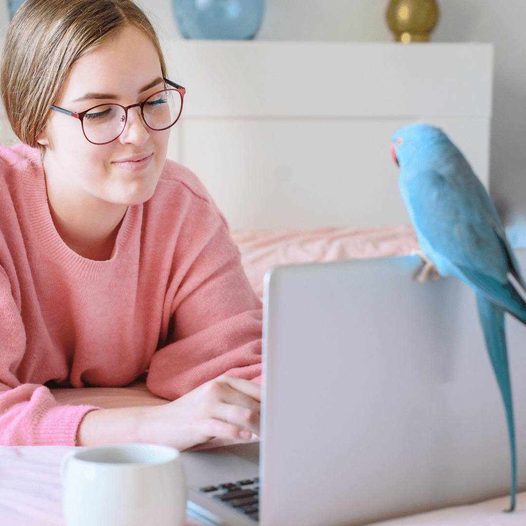 Beratung für Papageien & Sittiche - Halsbandsittich