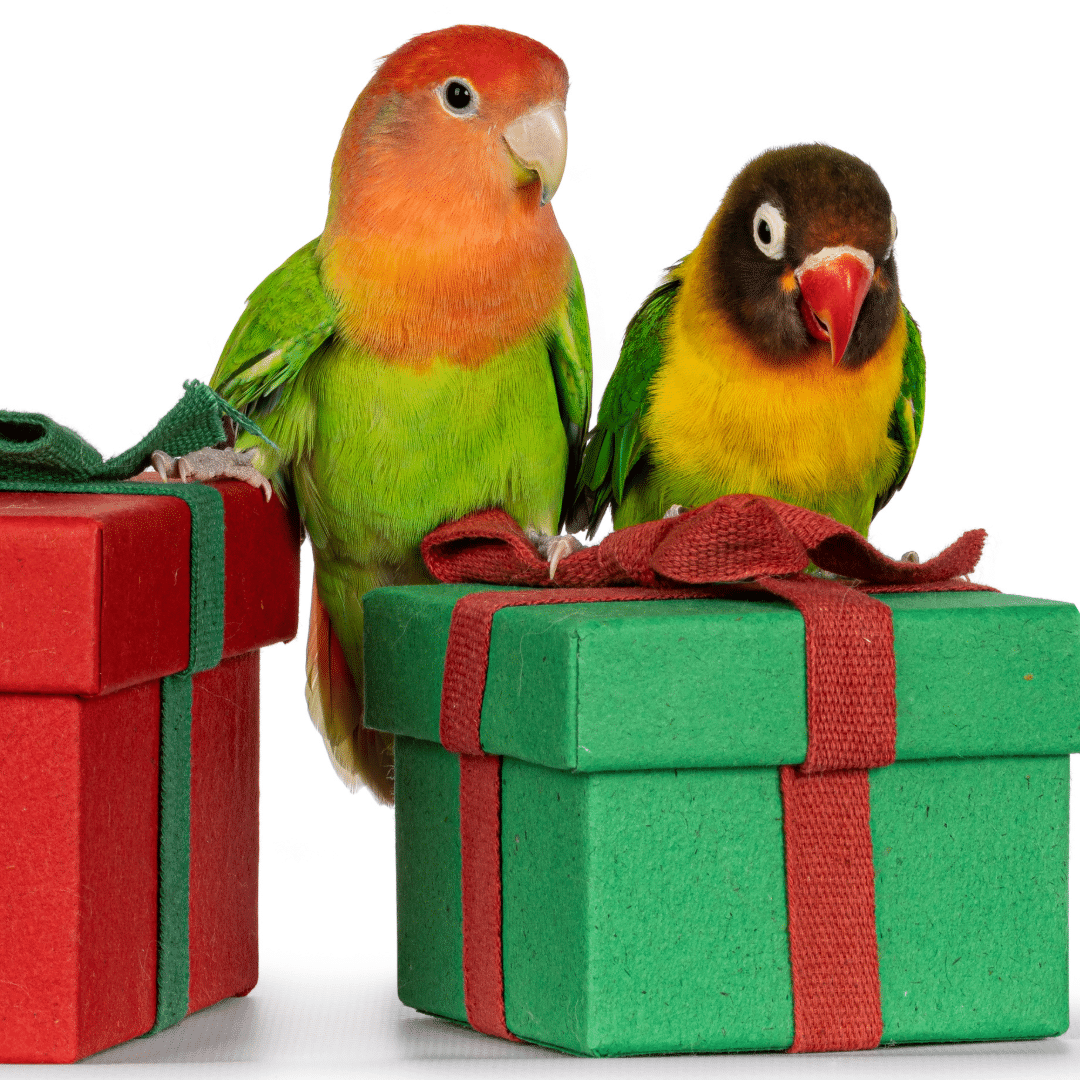 Gratis für Papageien & Sittich-Halter