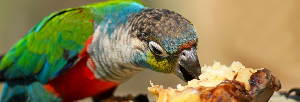 Placeholder Select Dynamic field