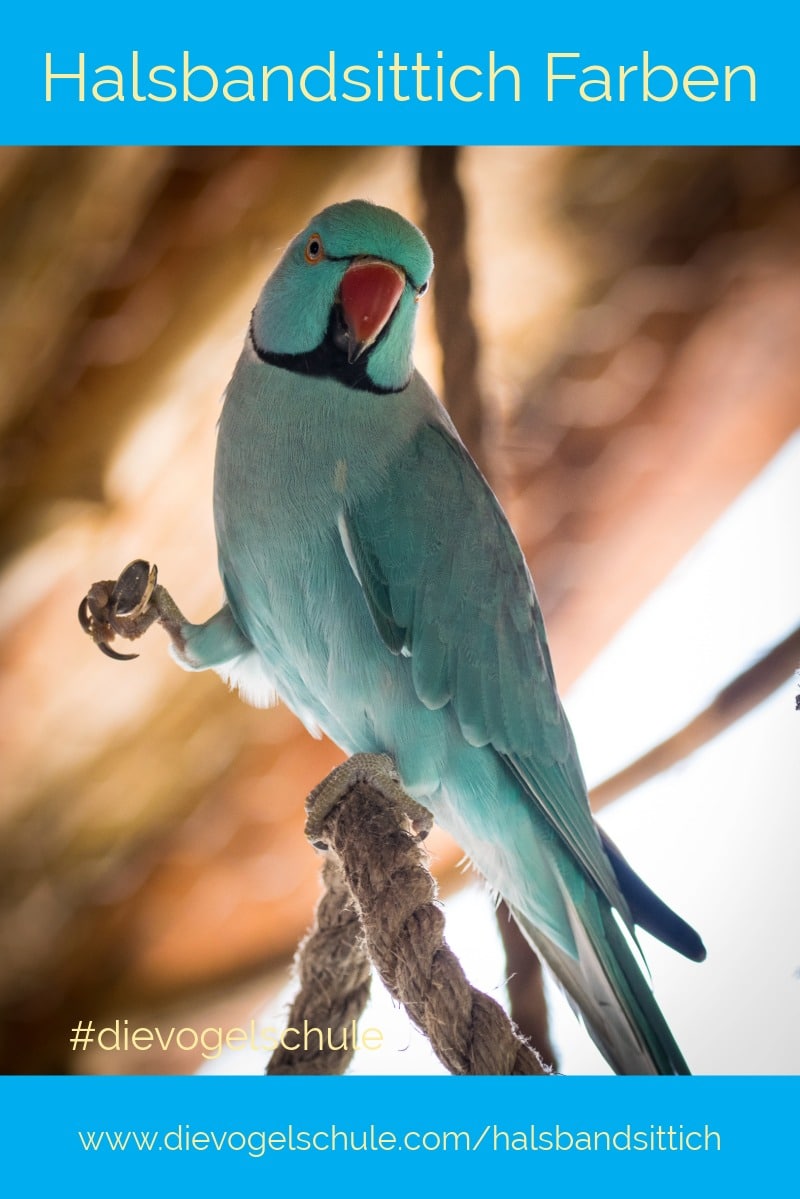 Halsbandsittich blau grün